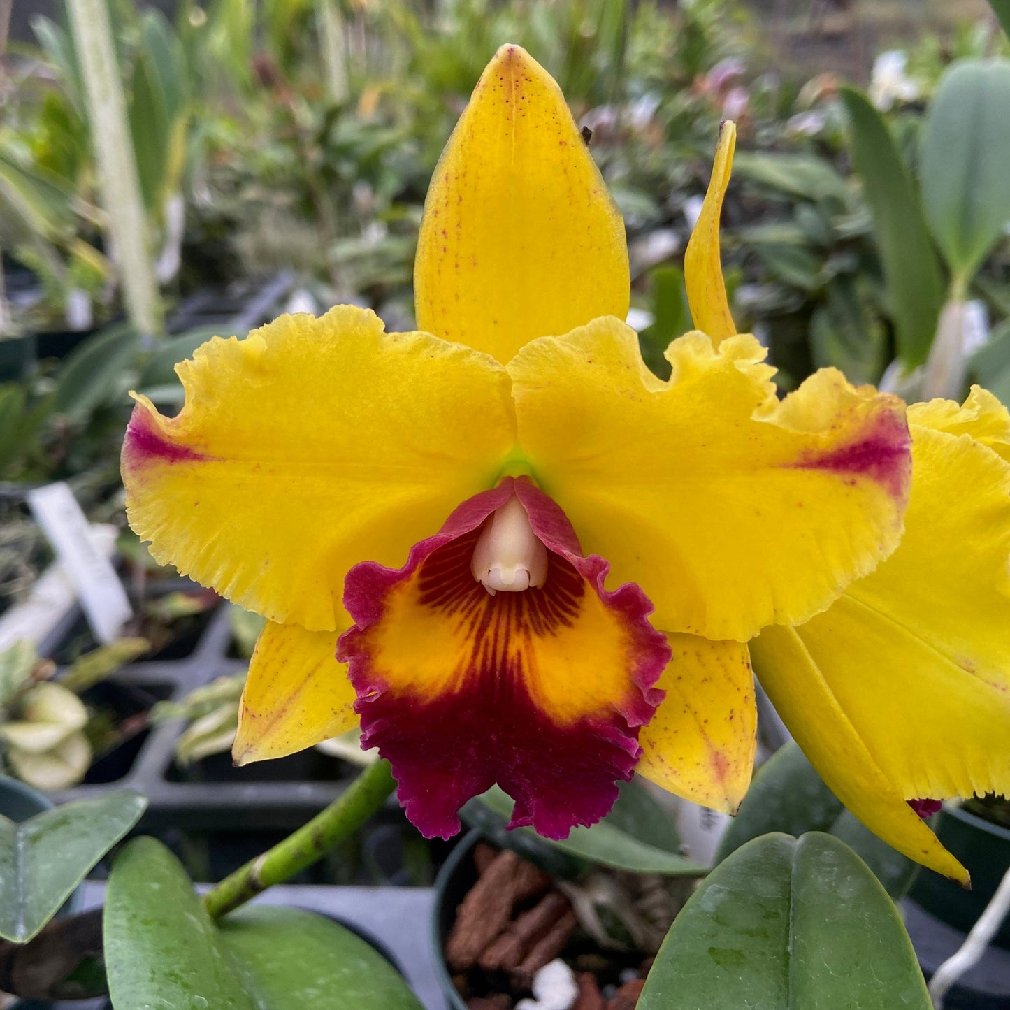 Big Cattleya flower with ruffled yellow petals and a red lip