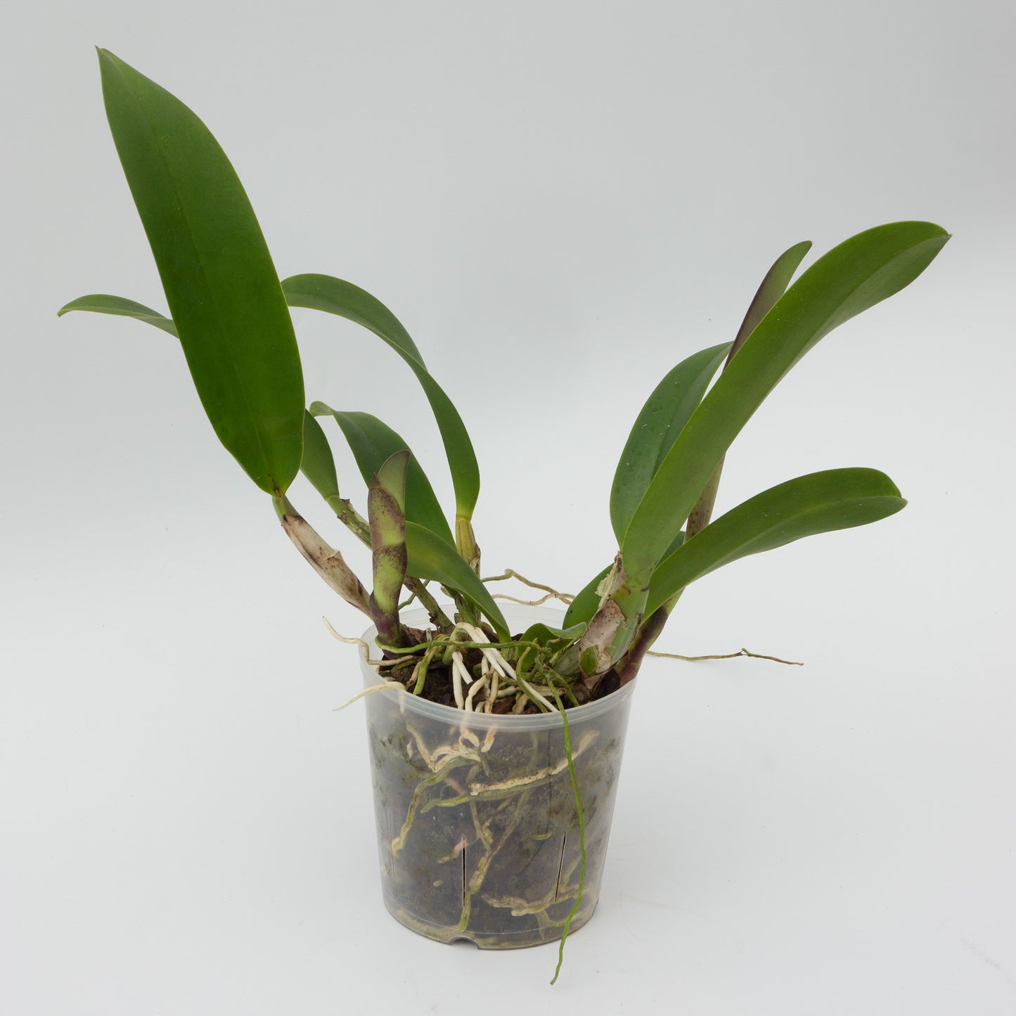 Cattleya potted orchid plant Hawaii