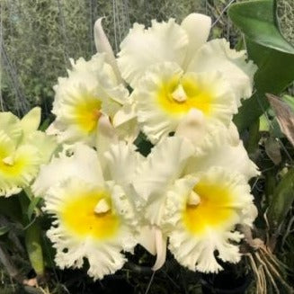 White and yellow Cattleya flower potted orchid plant Hawaii