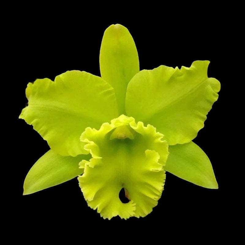 Rlc. Sung Ya Green 'Mailman'