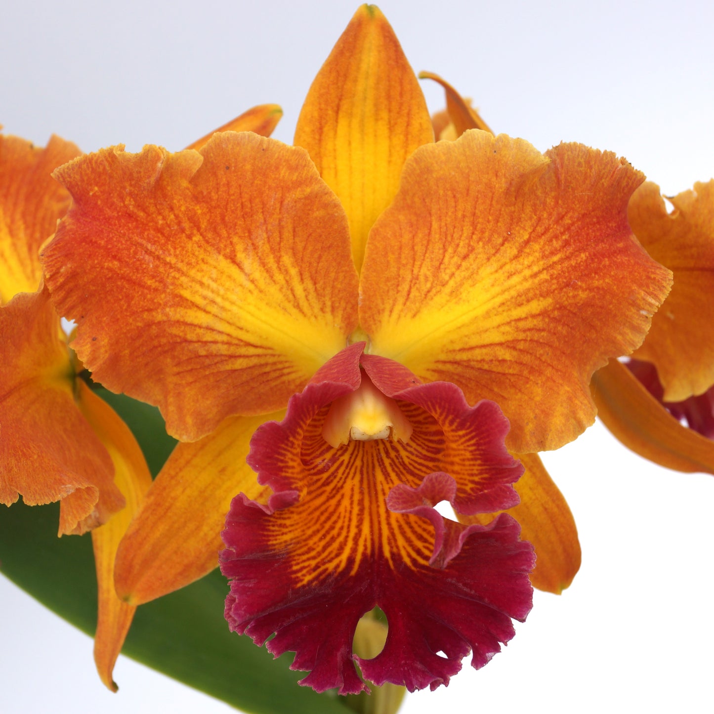 Blooming Size Cattleya Special - 4 plants