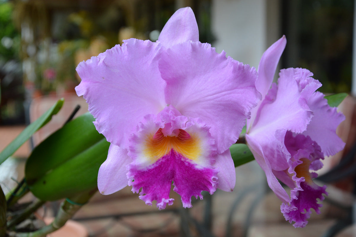 Rlc. Volcano Feeling 'Volcano Queen'