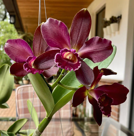 Rlc. Volcano Plum ‘Kilauea’