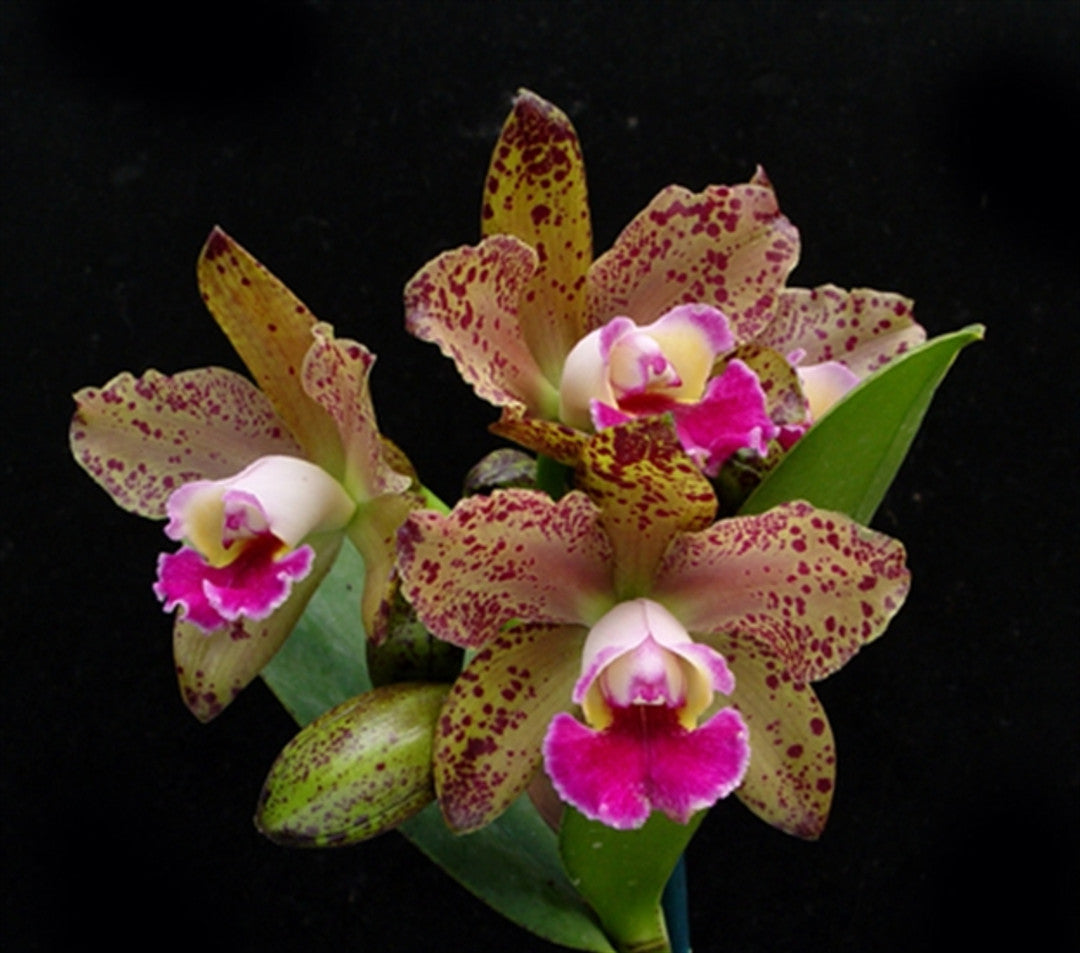 Rhyncholaeliocattleya Waianae Leopard 'Ching Hua'