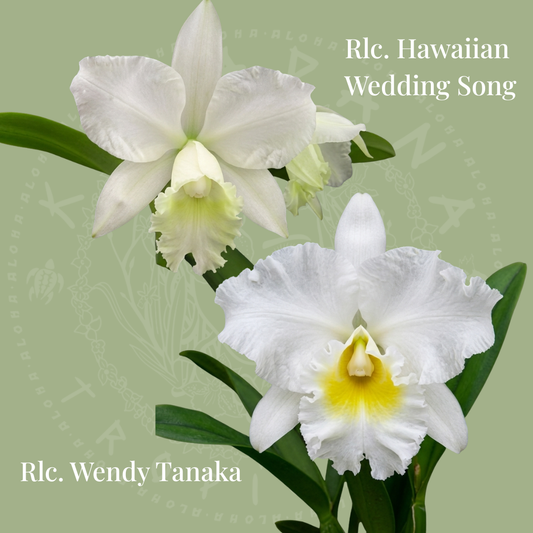 Rlc. Wendy Tanaka x Hawaiian Wedding Song