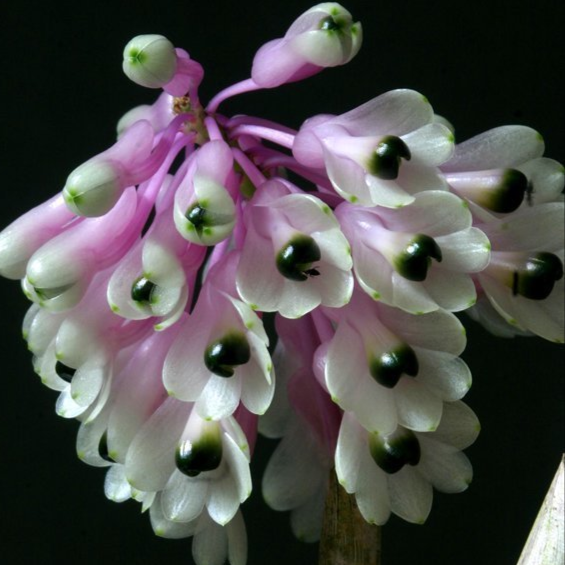 Den. smilliae - Non Bloom