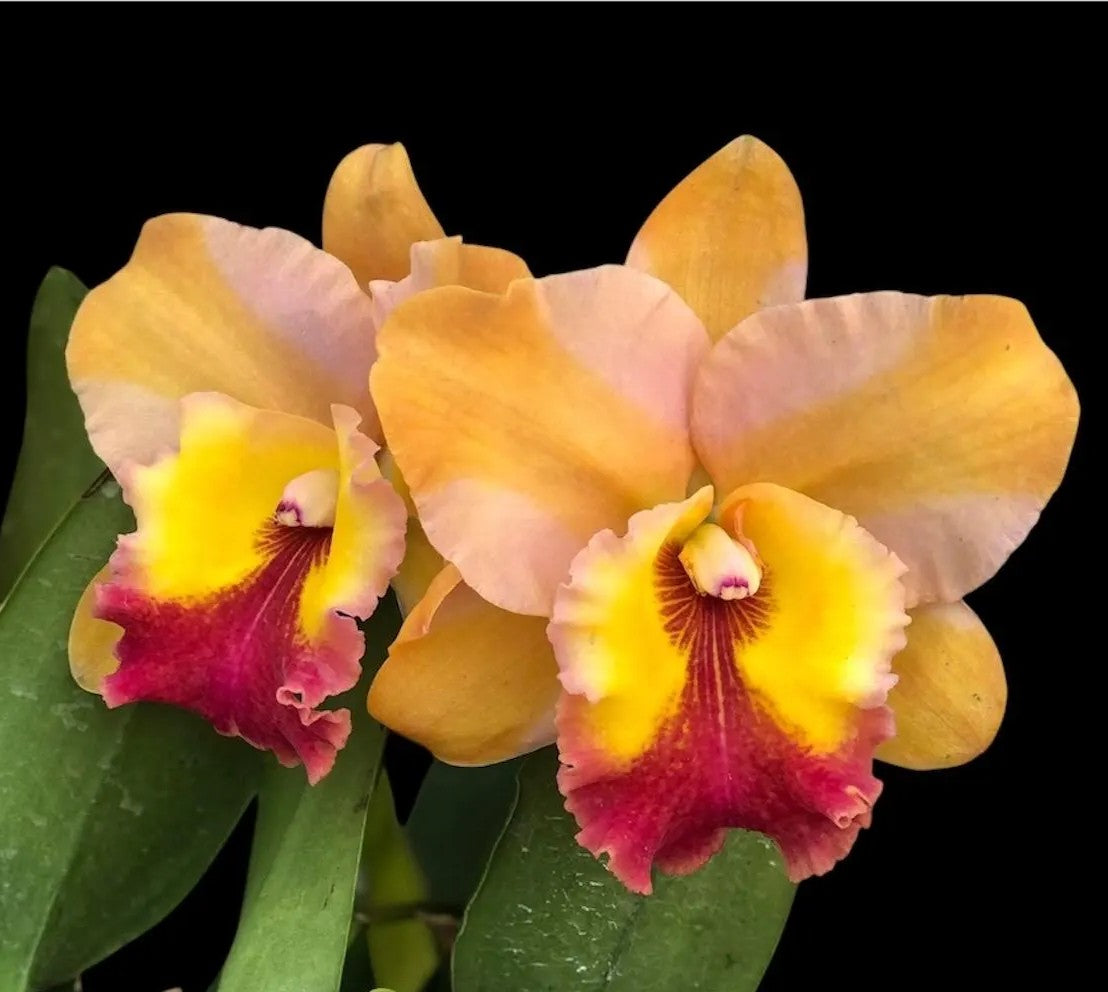 Rlc. Siam Skyline 'Coffee Prince' – Kalapana Orchid Farm
