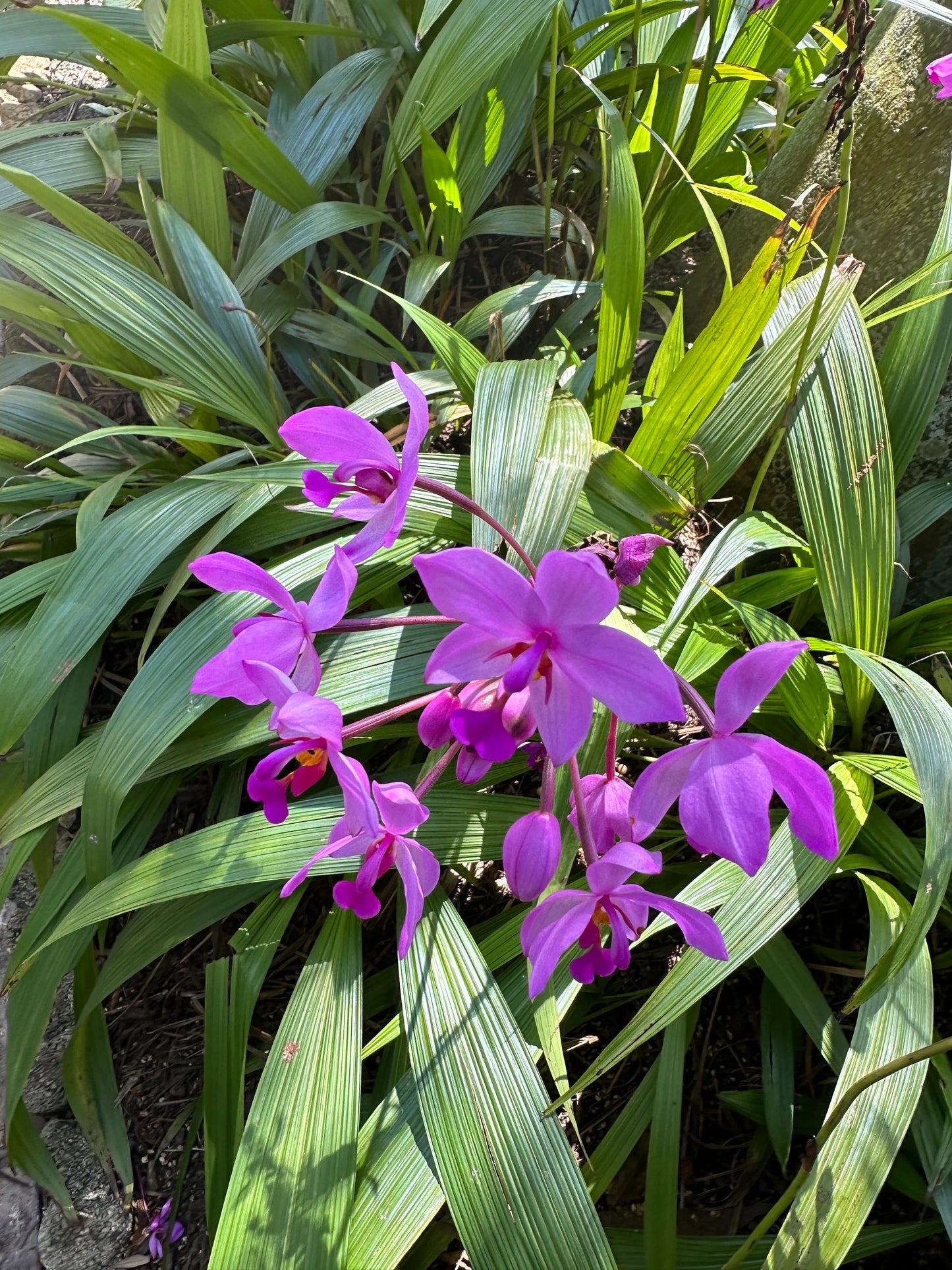 *New* Purple Ground Orchid