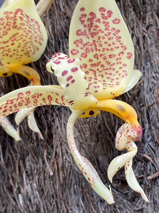 Stanhopea oculata