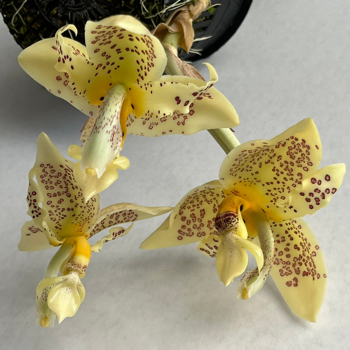 Stanhoe Ha Stanhopea oculata – Kalapana Orchid Farm
