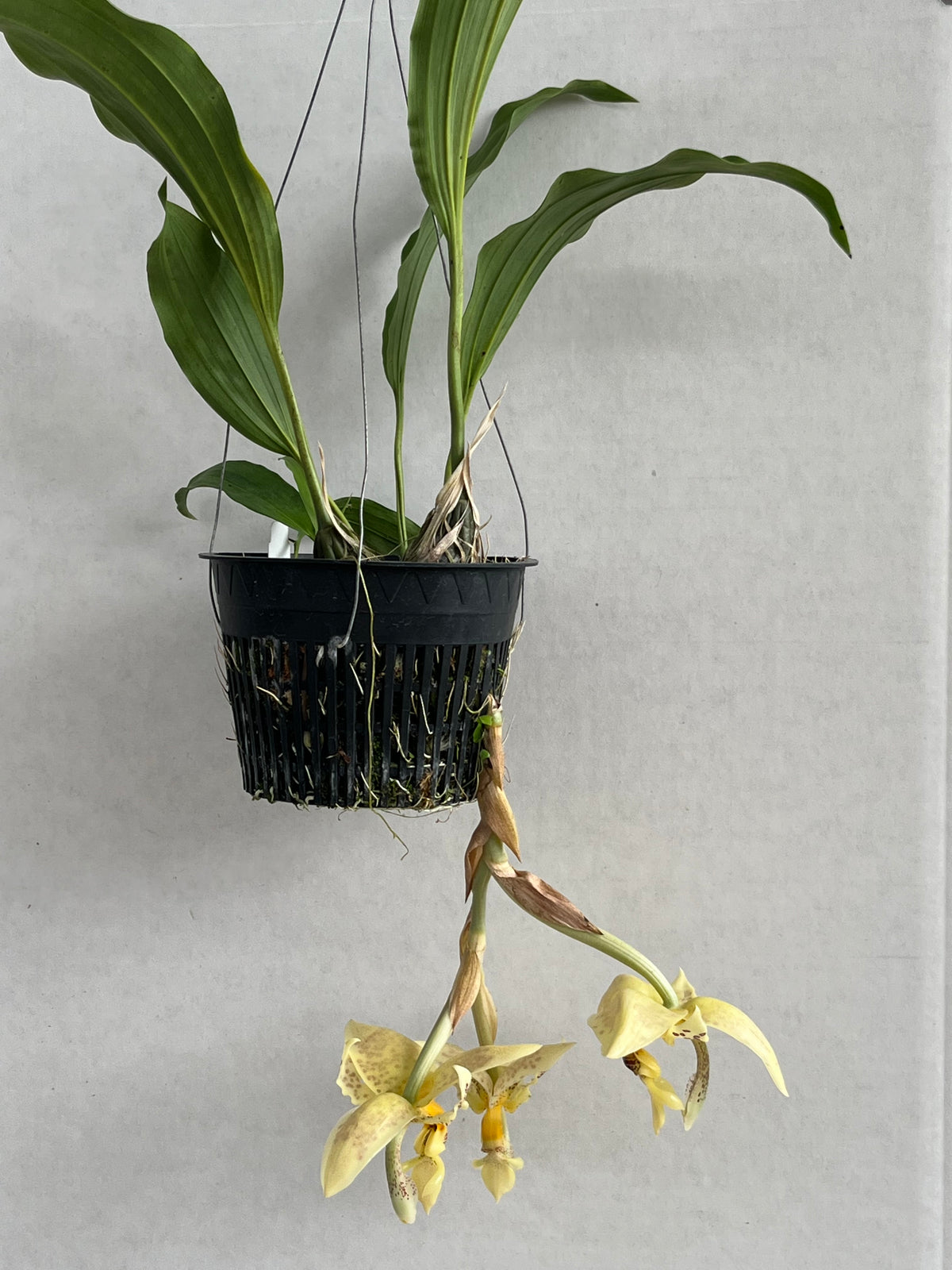 Stanhoe Ha Stanhopea oculata – Kalapana Orchid Farm
