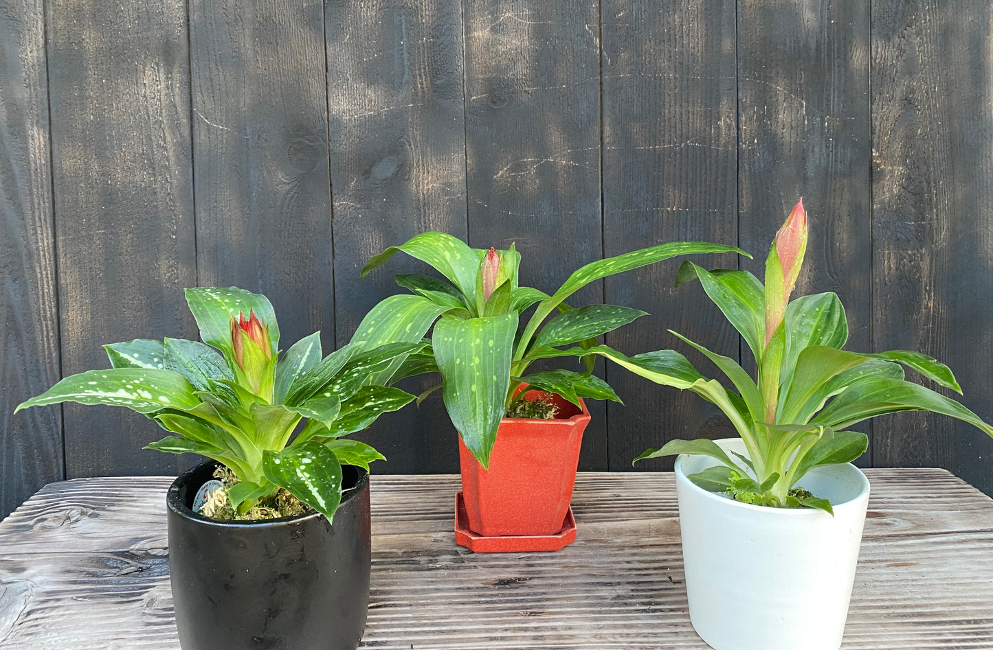 🔥 The Torch Orchid: Stenorrhynchos speciosum