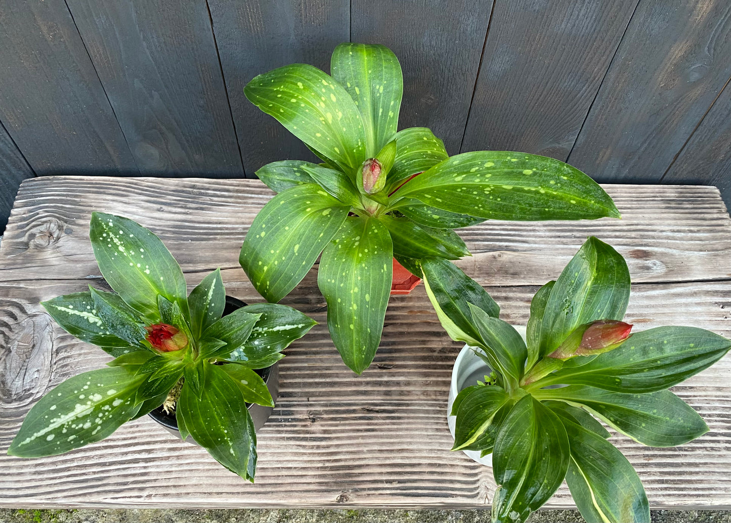 🔥 The Torch Orchid: Stenorrhynchos speciosum