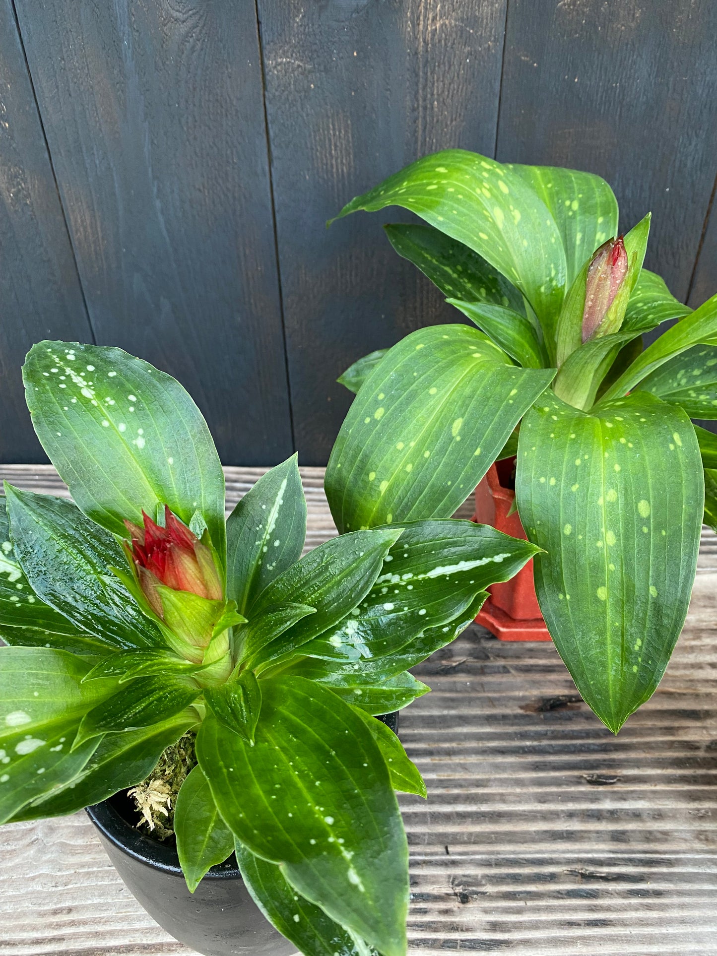 🔥 The Torch Orchid: Stenorrhynchos speciosum