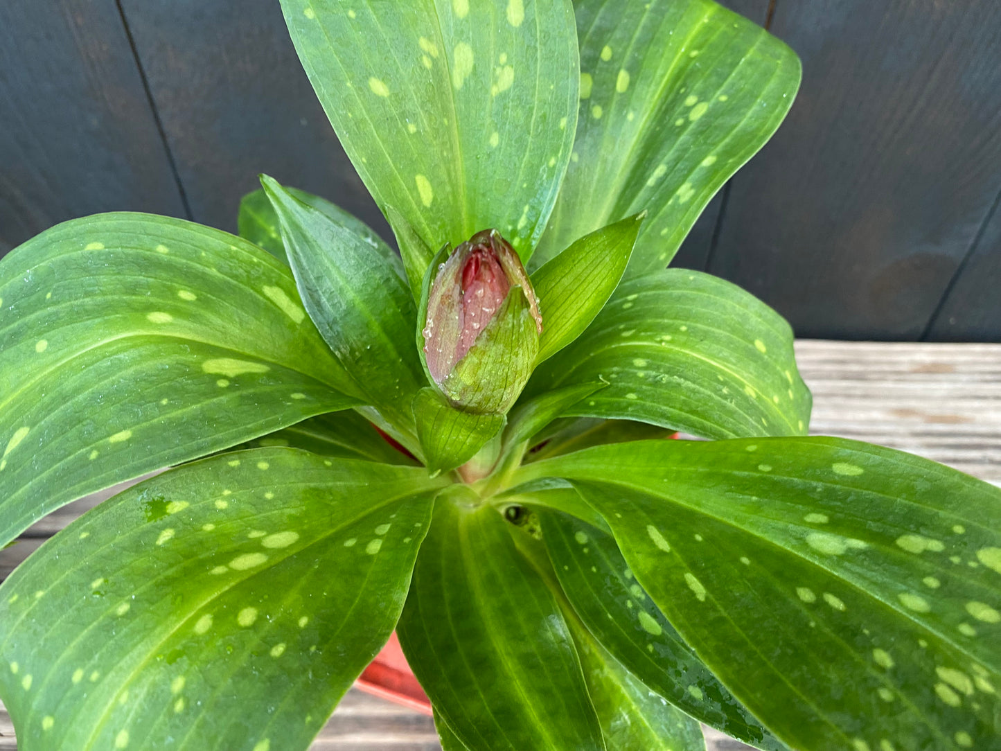 🔥 The Torch Orchid: Stenorrhynchos speciosum