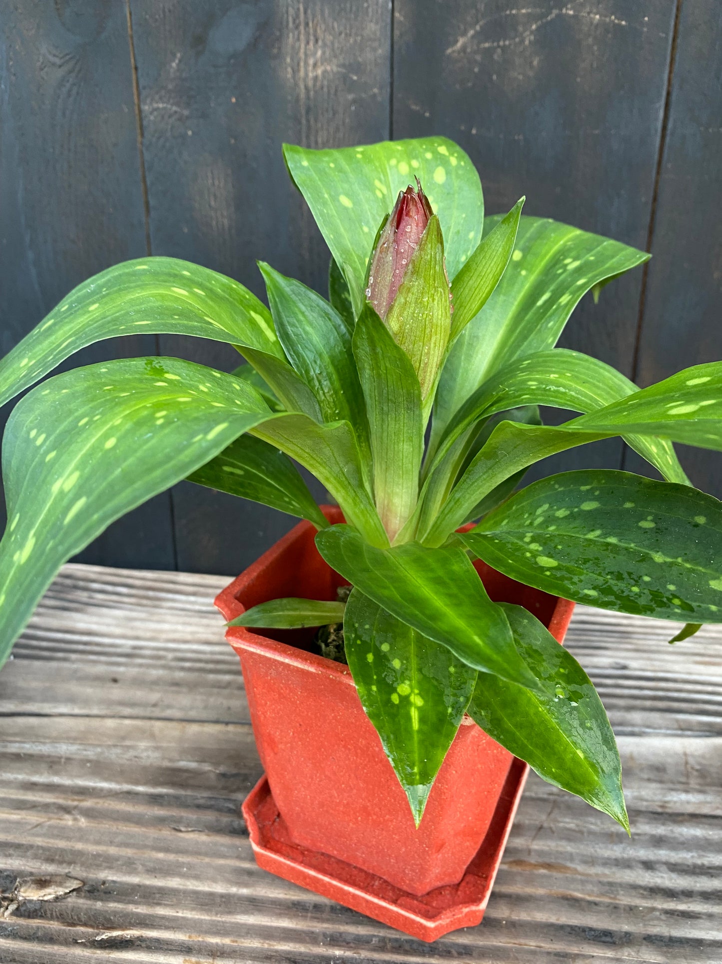 🔥 The Torch Orchid: Stenorrhynchos speciosum
