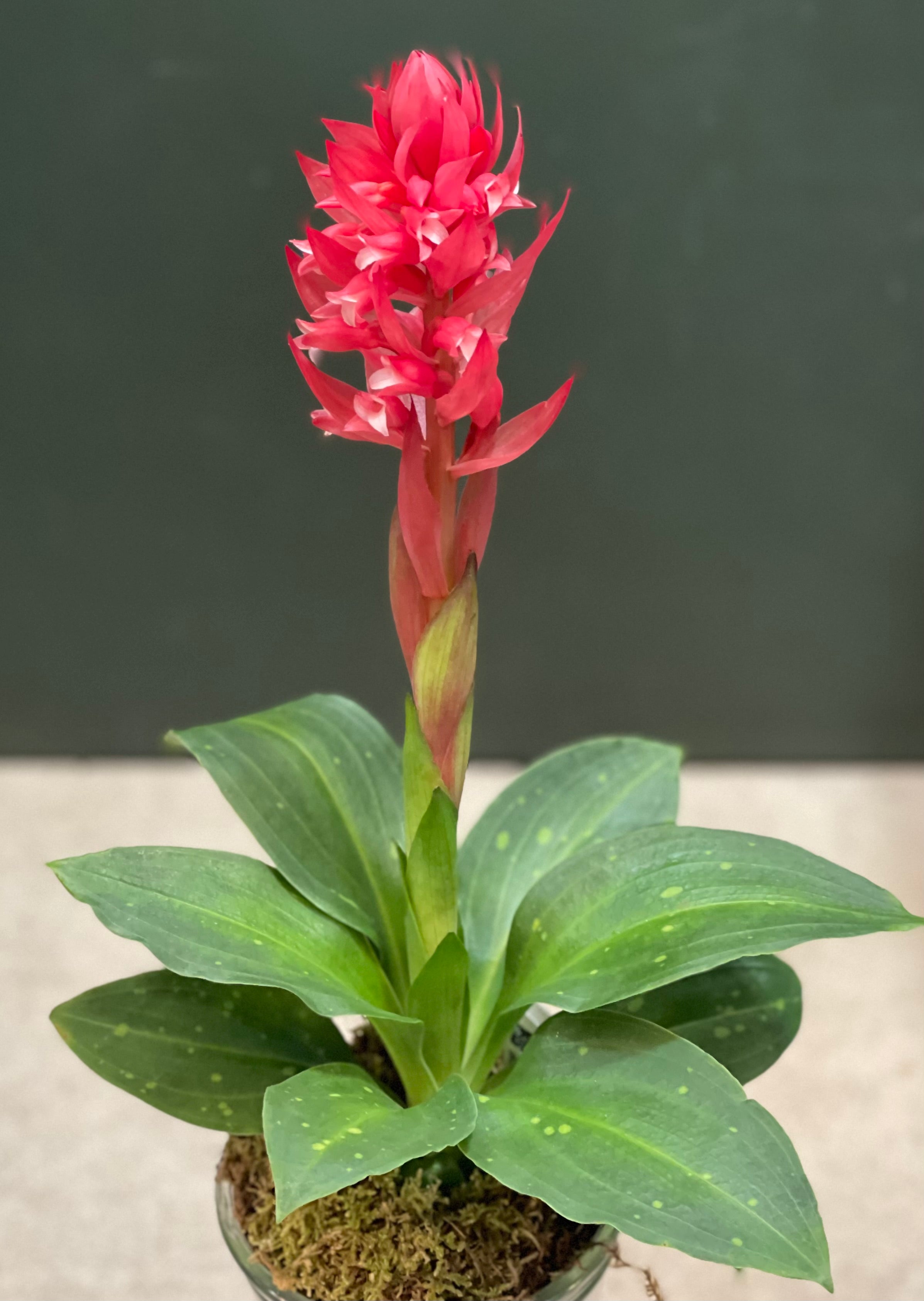 🔥 The Torch Orchid: Stenorrhynchos speciosum- Blooming size