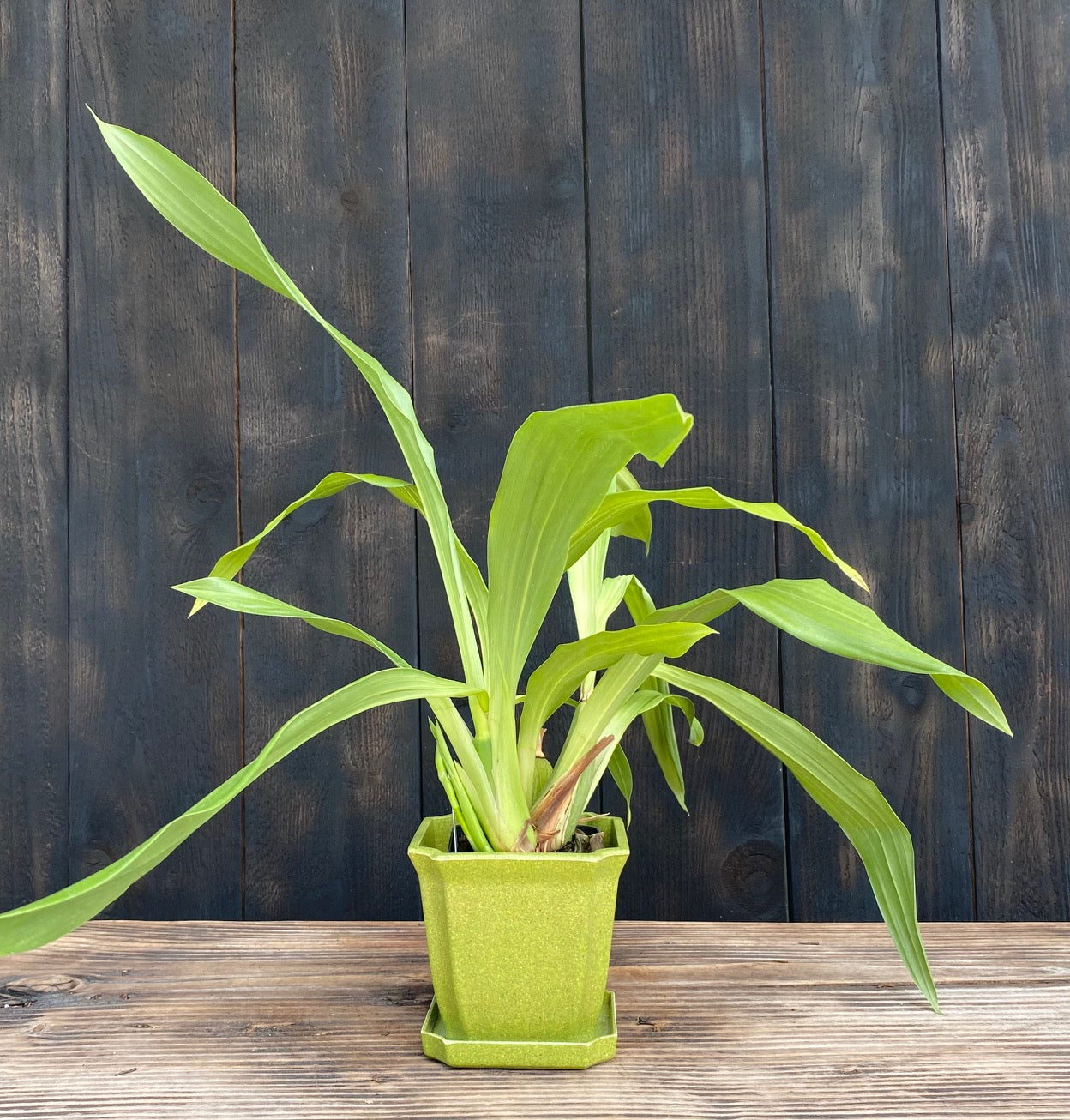 jade plant ferns and petals Zygopetalum Sweet Jade 'Sweet Cheyenne' – Kalapana Orchid Farm