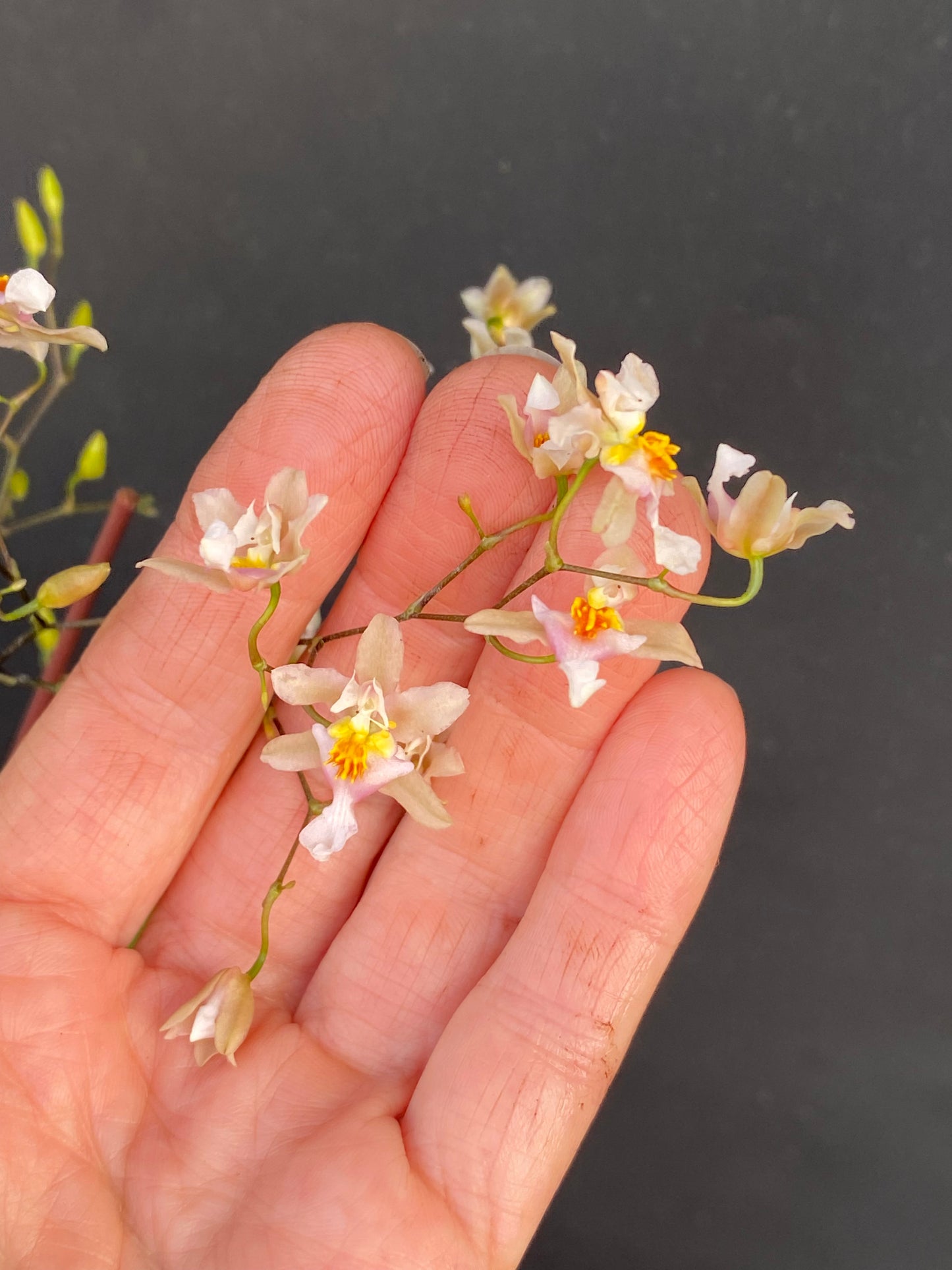 Onc. Tsiku Marguerite -Multi spike