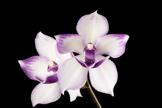 Tst. Melinda Marie 'Blue Moon'- Blooming size