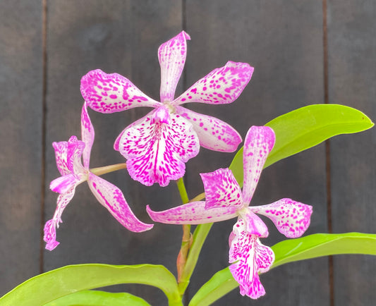 Tuckerara (Tuck.) Hilo Adventure 'Pinkie'