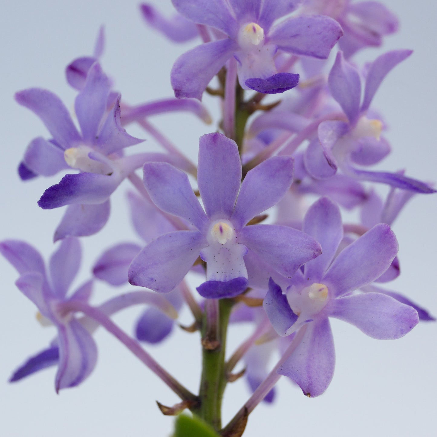Purple Vanda flower closeup potted orchid plant Hawaii