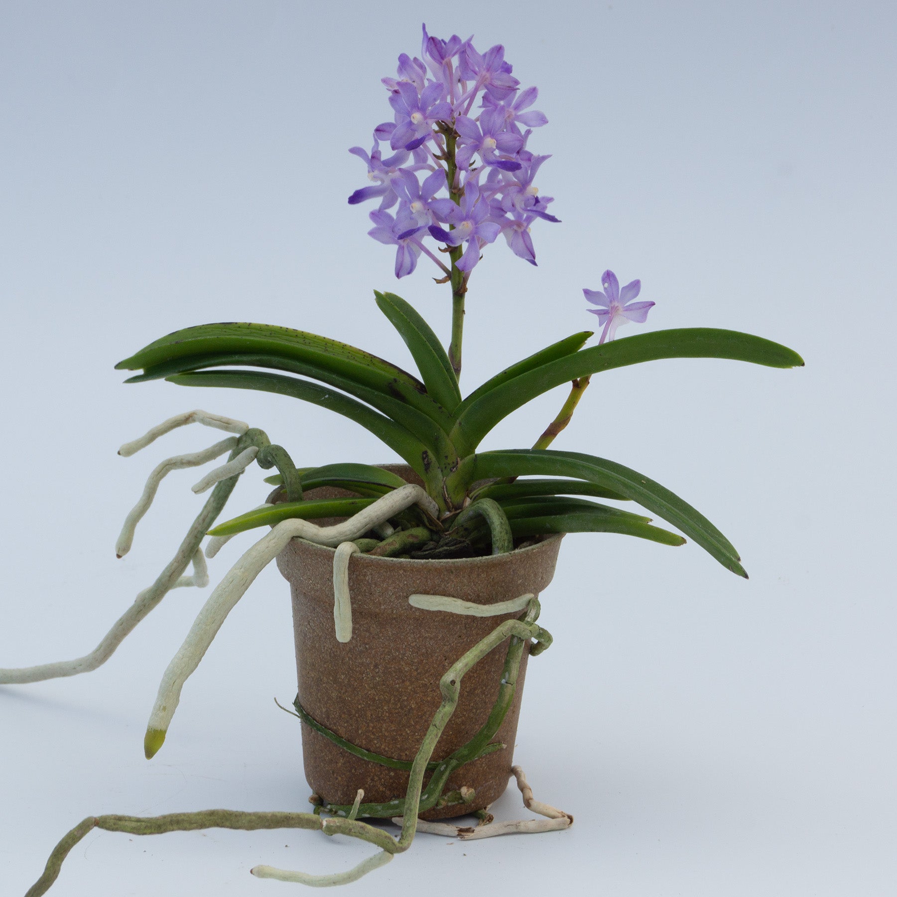Purple Vanda flower potted orchid plant Hawaii