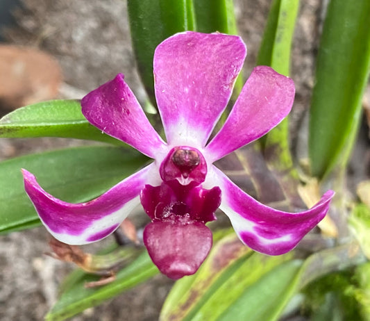 Vandachostylis Pinky