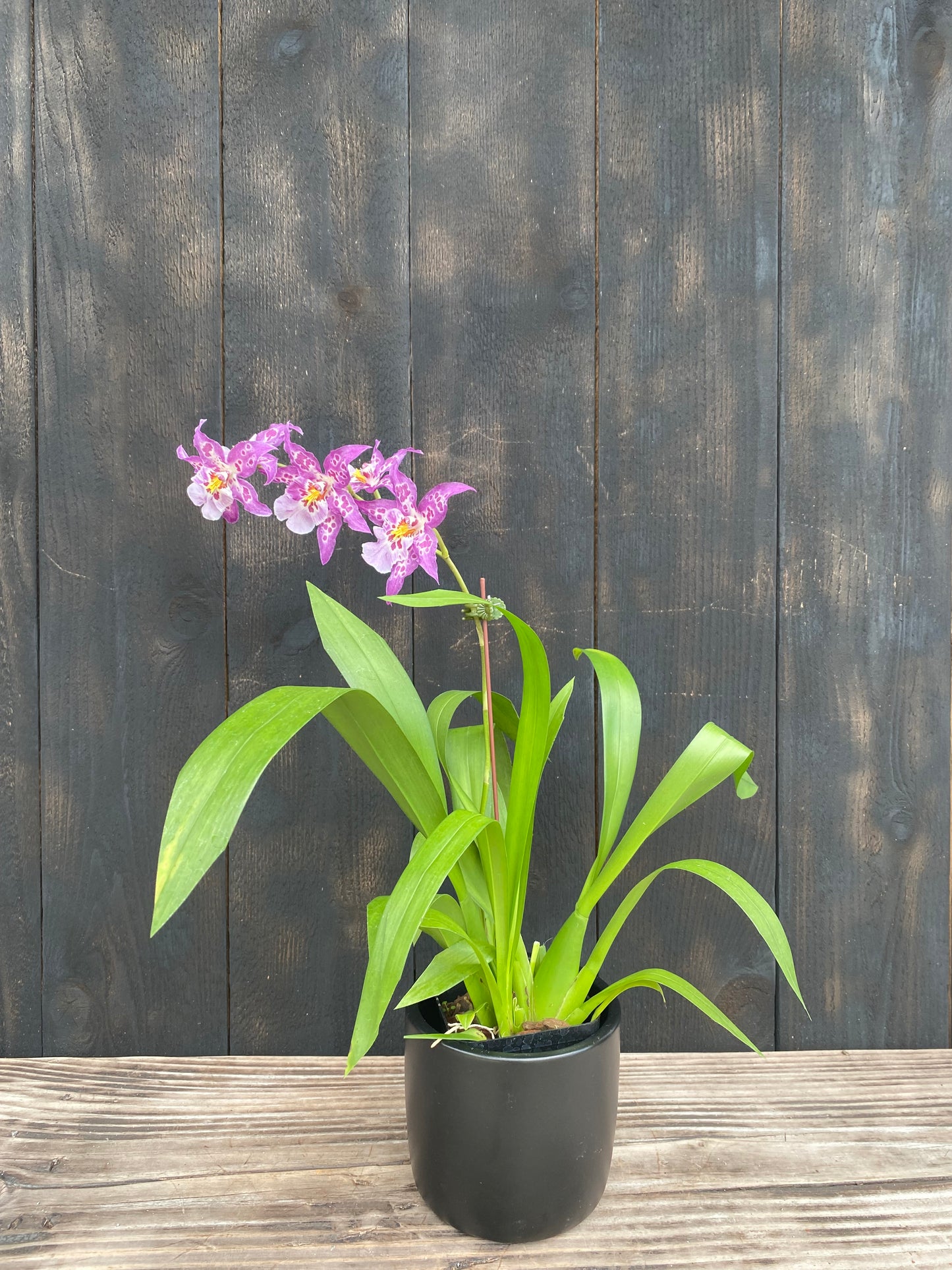 Dgmra. Shibumi 'Purple Rain'