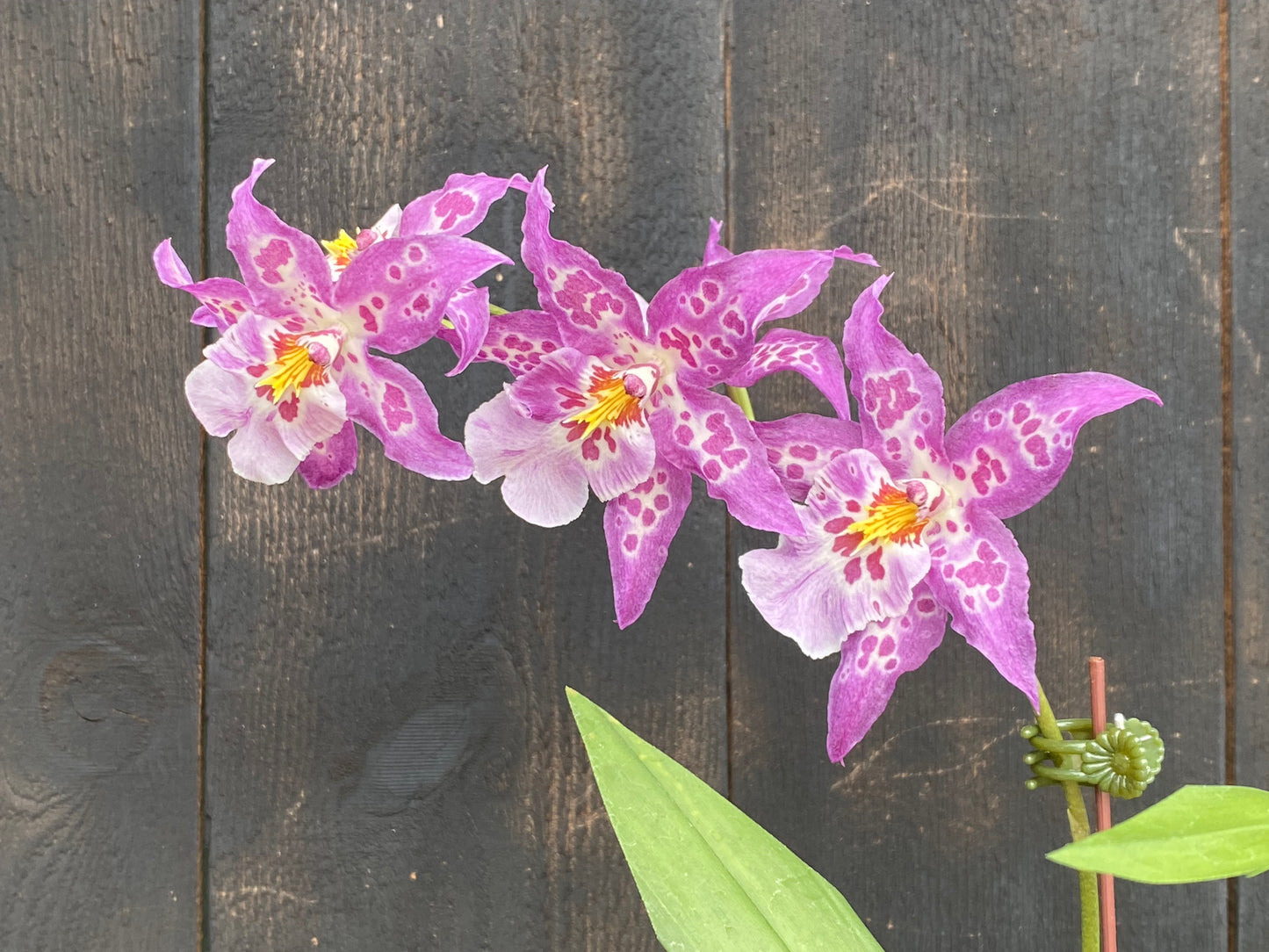 Dgmra. Shibumi 'Purple Rain'