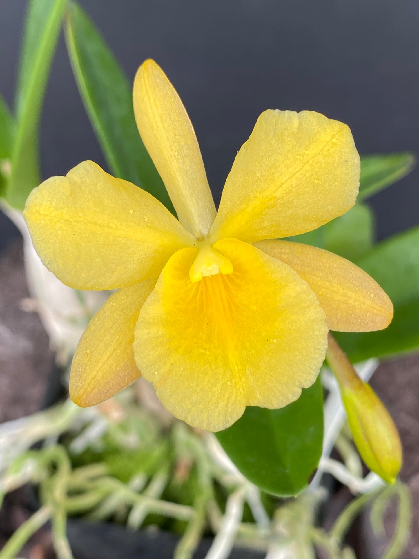 C. Harmill 'Orange Glow' x Ctna. Why Not