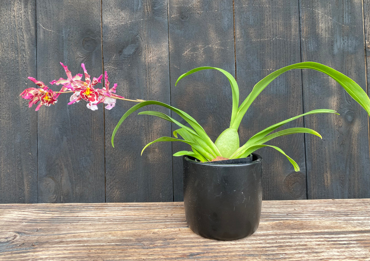 Wils. Eye Candy 'Pinky'