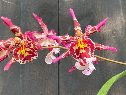 Wils. Eye Candy 'Pinky'