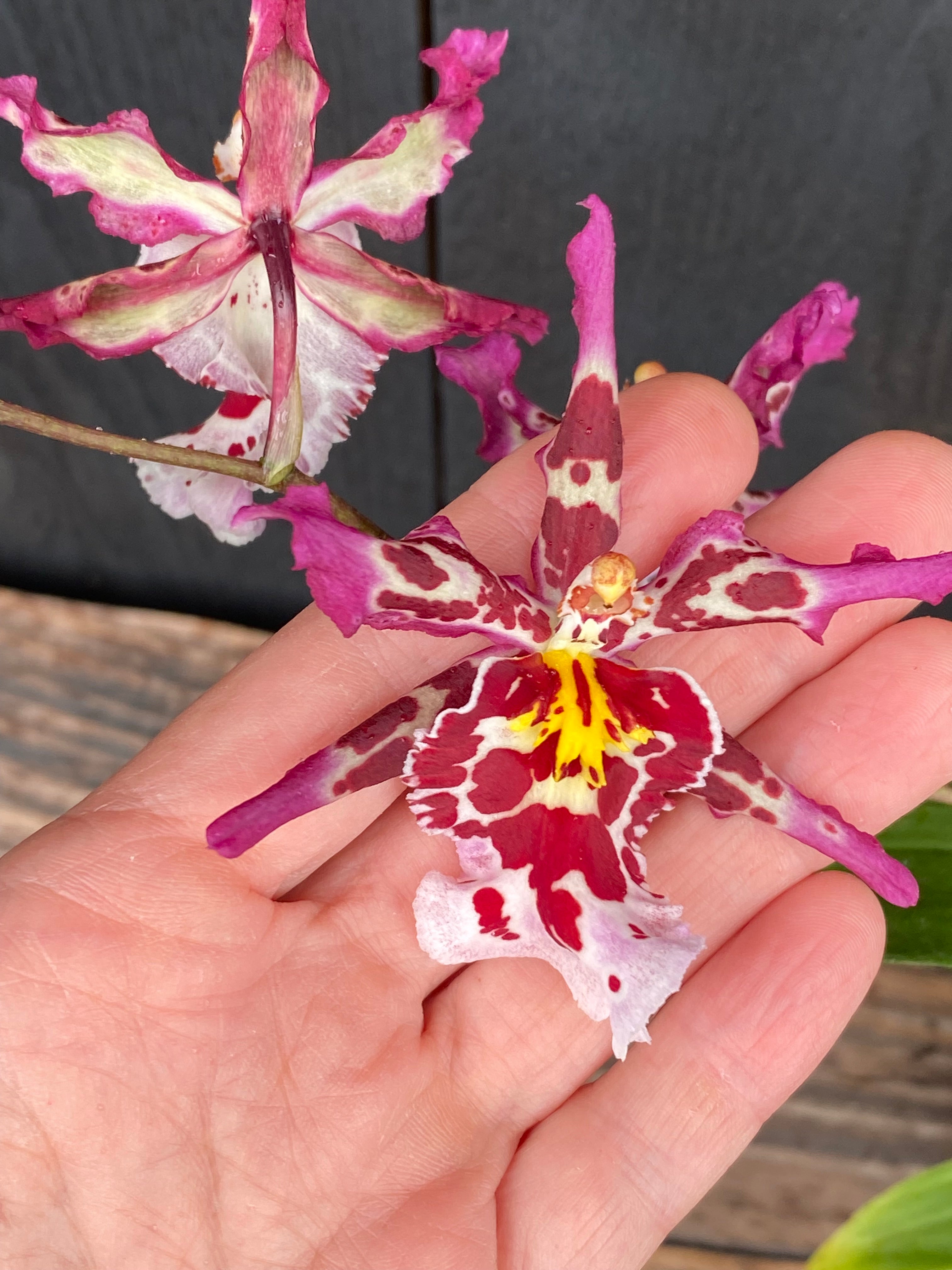 Mtdm. Pacific Ripple 'Coqui Poke' – Kalapana Orchid Farm