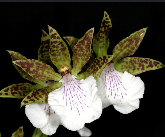 Zygopetalum maculatum (syn. Zygopetalum mackayi)