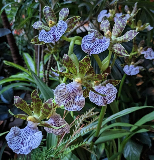 Zygopetalum maculatum (syn. Zygopetalum mackayi)