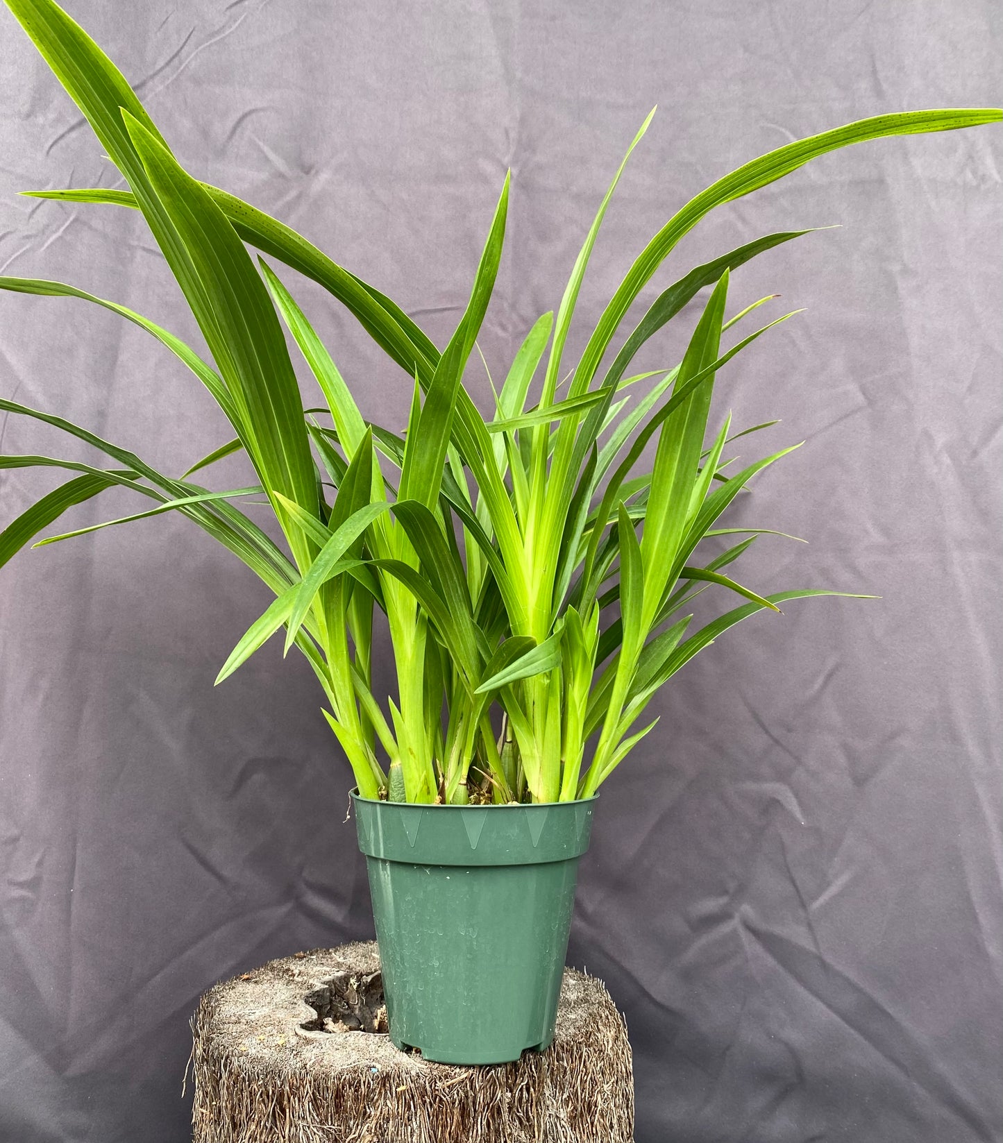 Zygopetalum triste 6"