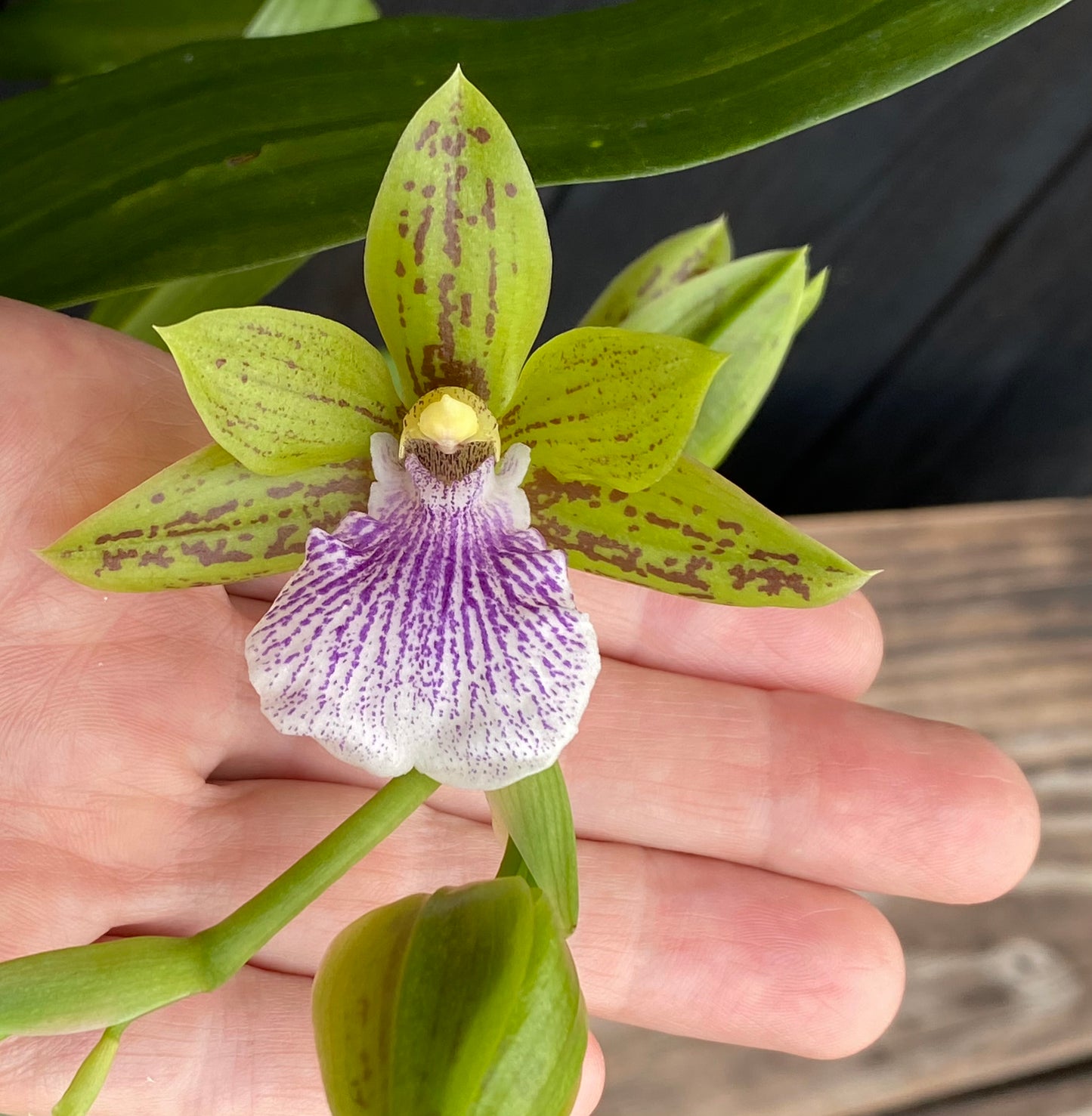 Zygopetalum Sweet Jade 'Sweet Cheyenne'