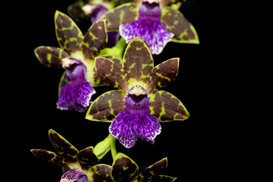 Zygopetalum Advance Australia  'HOF' AM/AOS