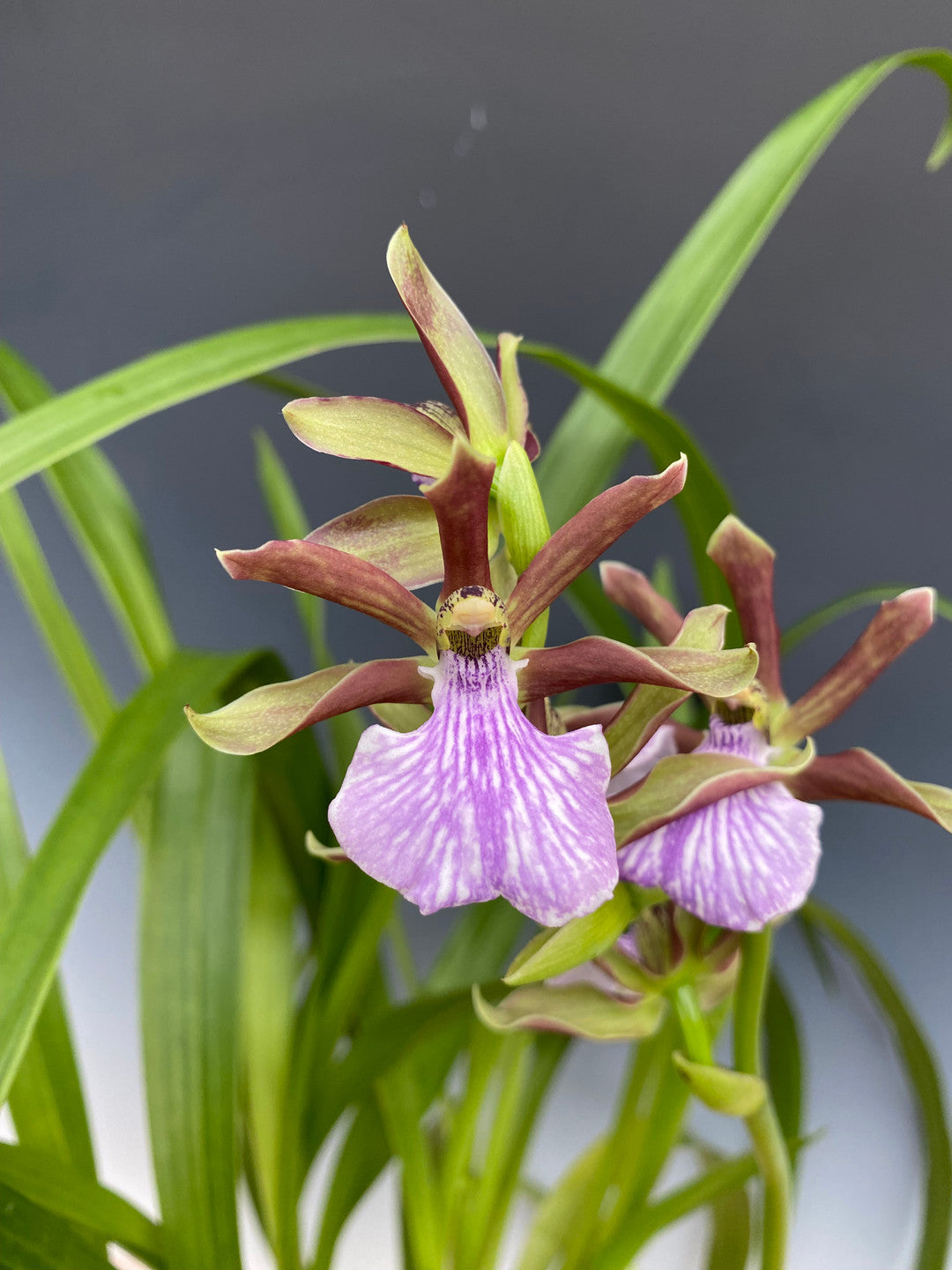 Zygopetalum triste 6"