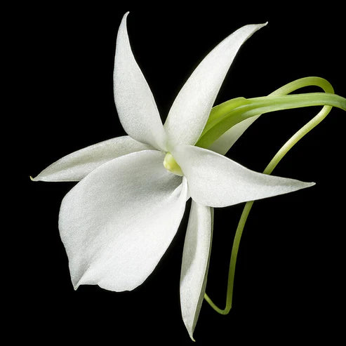 Angraecum leonis (Comoros version)