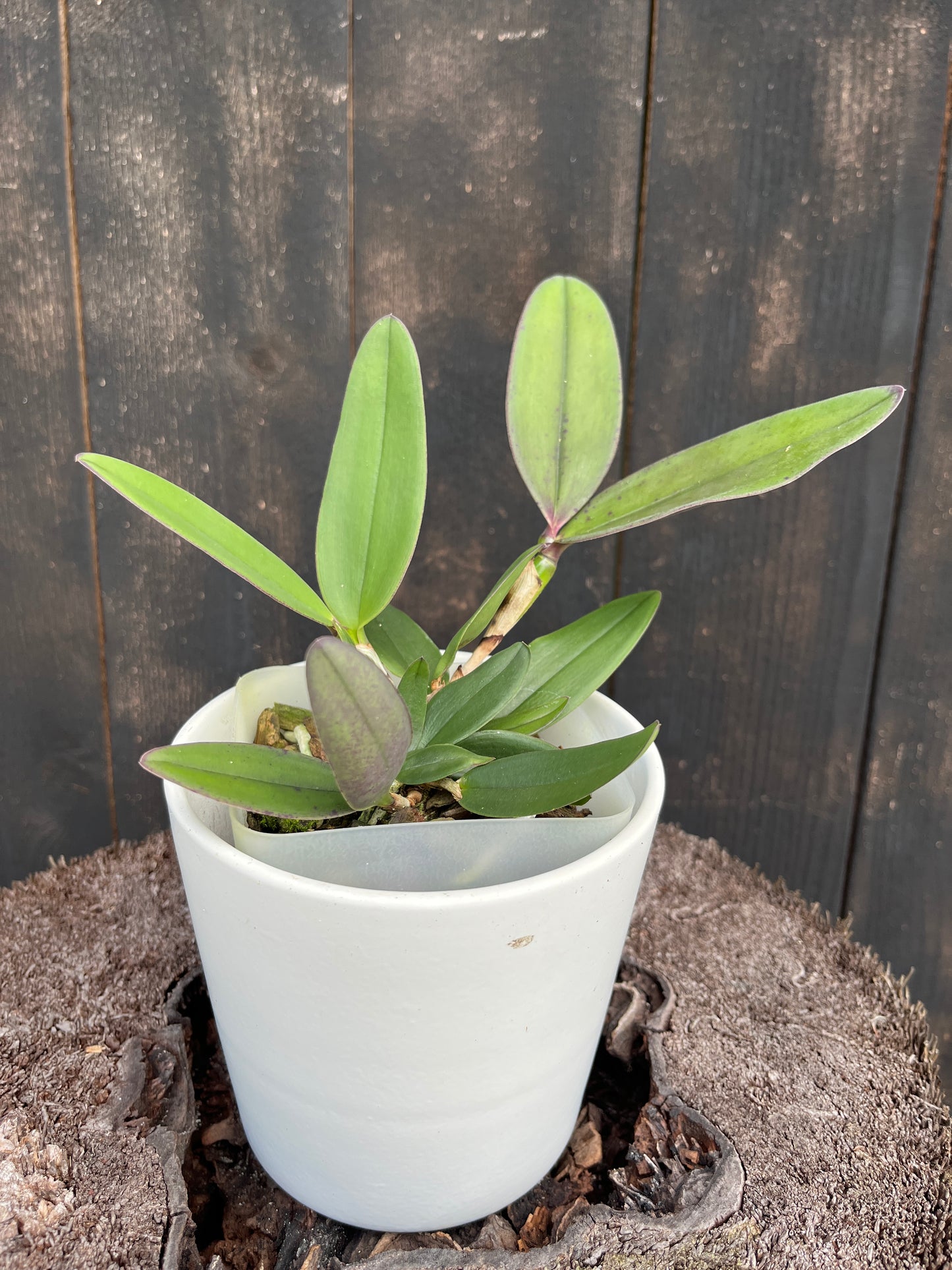 C. schilleriana -blooming size