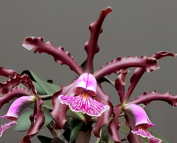 C. schilleriana -blooming size