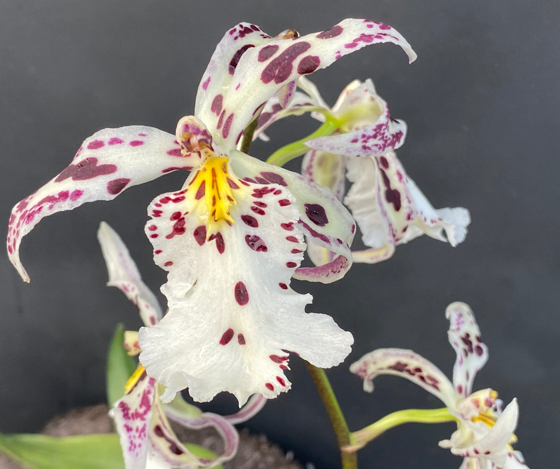 Bllra. Tropic Lily 'Chocolate Drop' – Kalapana Orchid Farm