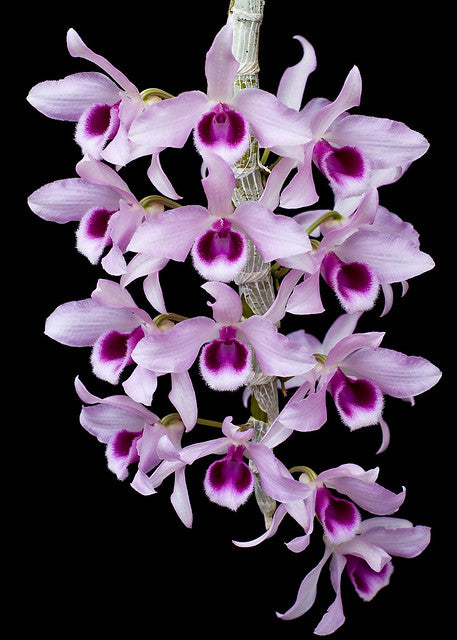 Den. anosmum 'Little Sweet Scent'