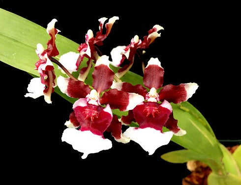 Oncidium (Onc.) Heaven Scent 'Redolence'