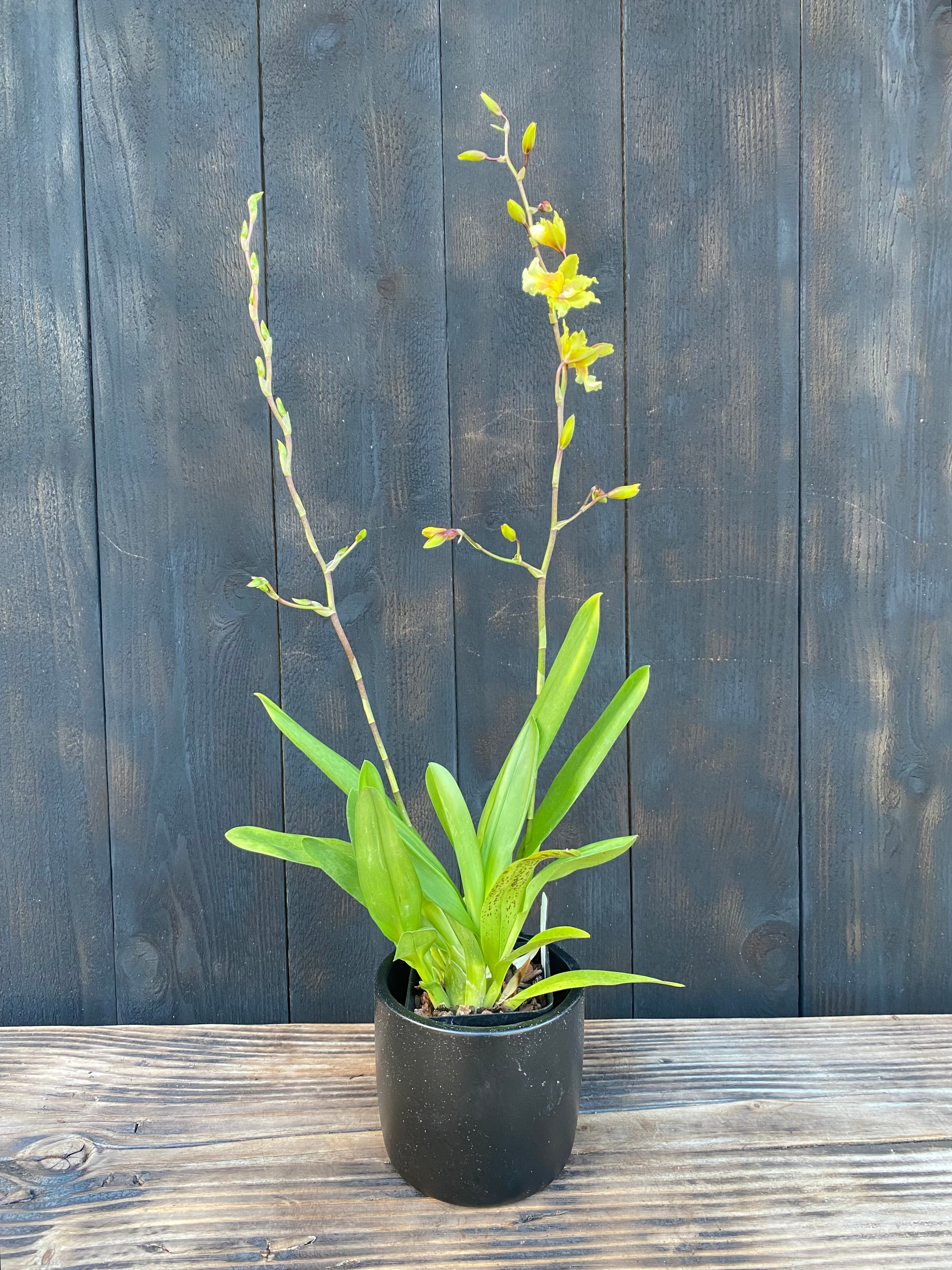 Oncostele Hot Cats – Kalapana Orchid Farm