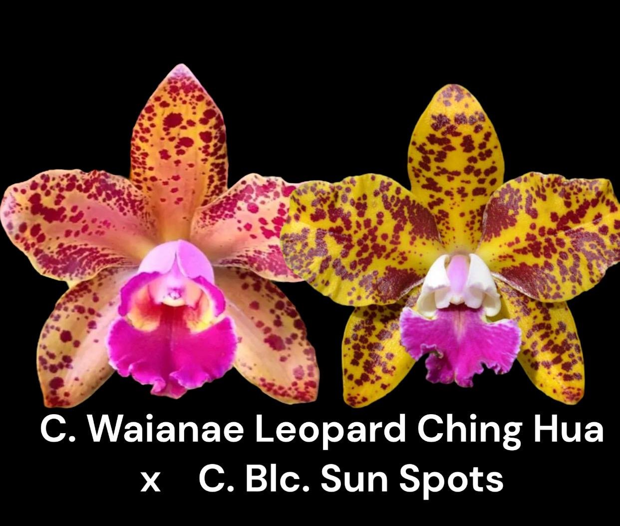 C. Waianae Leopard 'Ching Hua' C.  x Blc. Sun Spots 'Waiomaos Golden Leopard'