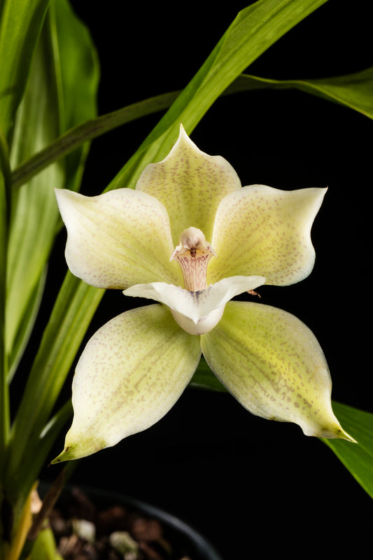 Inclarkara Cheyenne Marie 'Lemoncello'