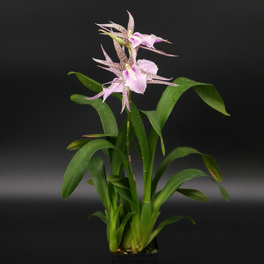 Mtssa. CM Fitch 'Izumi'